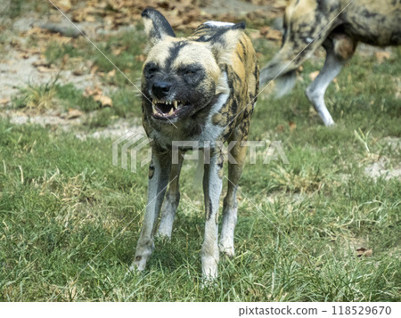African wild dog Lycaon pictus aka painted dog or Cape hunting dog close up portrait African wild dog Lycaon pictus aka painted dog or Cape hunting dog close up portrait 118529670