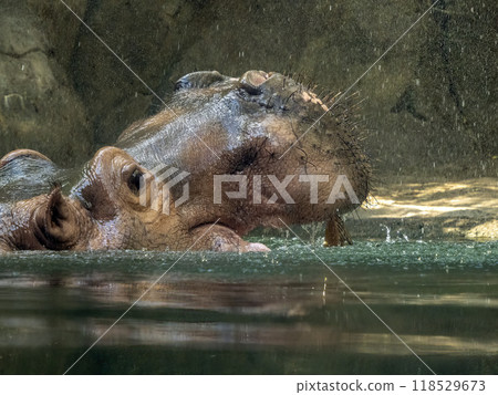 open mouth african hippo close up portrait 118529673