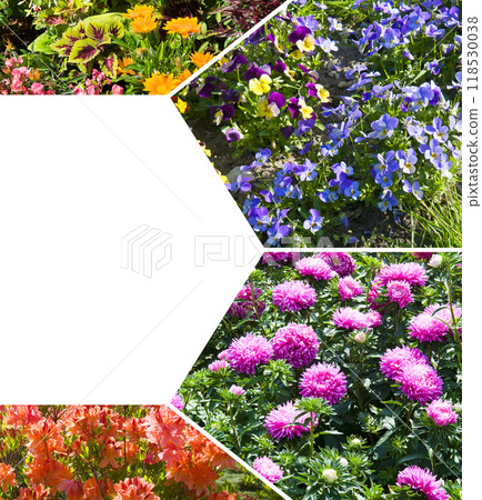 collage of aster, petunia, pansies, rhododendron flowers. There is free space for text. collage of aster, petunia, pansies, rhododendron flowers. There is free space for text. 118530038