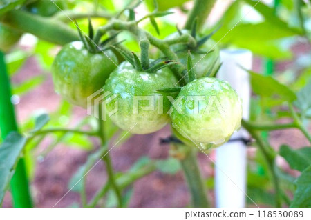 Medium-sized tomato, tomato, home garden Medium-sized tomato, tomato, home garden 118530089