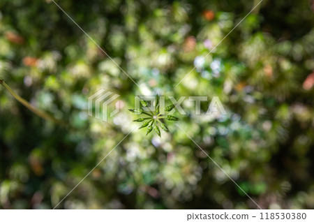 Yakushima Silence Forest 118530380