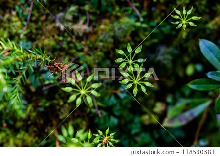 Yakushima Silence Forest 118530381