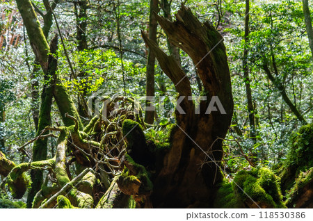 屋久島寂靜森林 118530386