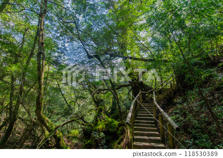 屋久島寂靜森林 屋久島寂靜森林 118530389