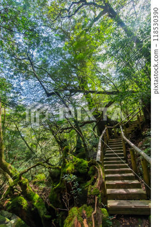 屋久島寂靜森林 屋久島寂靜森林 118530390