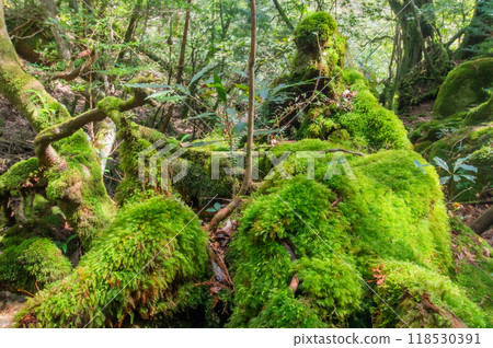 屋久島寂靜森林 118530391