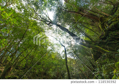 屋久島寂靜森林 屋久島寂靜森林 118530392