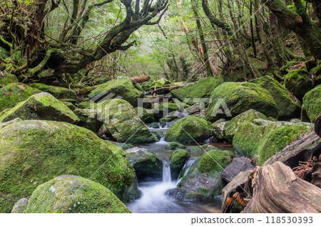 Yakushima Silence Forest Yakushima Silence Forest 118530393