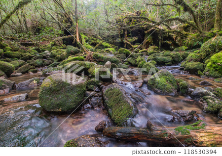 Yakushima Silence Forest 118530394