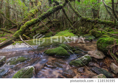 Yakushima Silence Forest Yakushima Silence Forest 118530395