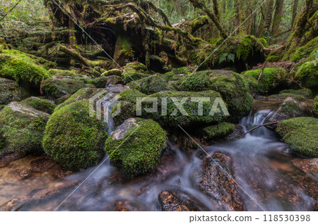 Yakushima Silence Forest 118530398