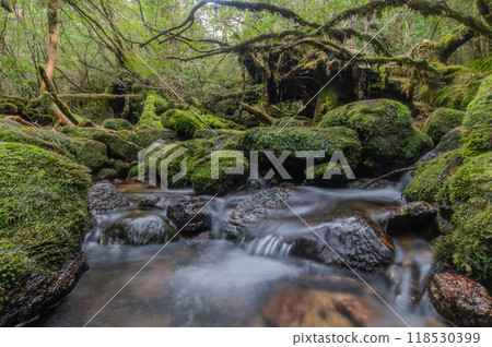 屋久島寂靜森林 屋久島寂靜森林 118530399