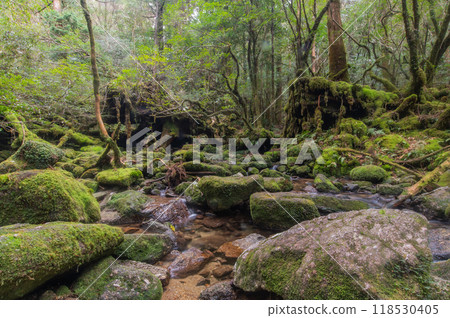Yakushima Silence Forest Yakushima Silence Forest 118530405