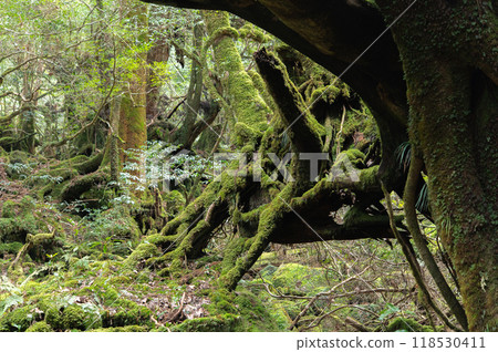 Yakushima Silence Forest 118530411