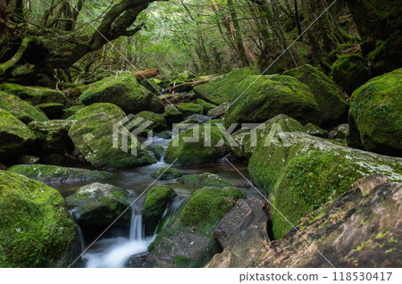 Yakushima Silence Forest Yakushima Silence Forest 118530417
