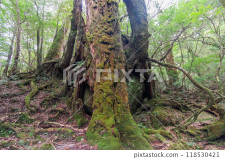 屋久島寂靜森林 118530421