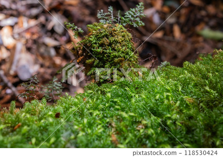 Yakushima Silence Forest Yakushima Silence Forest 118530424