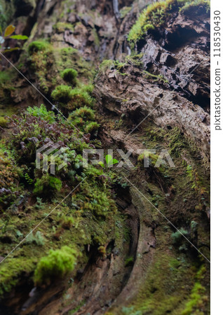 Yakushima Silence Forest 118530430