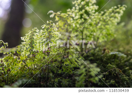 屋久島寂靜森林 118530439