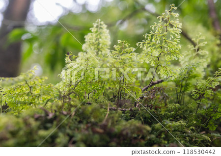 屋久島寂靜森林 118530442