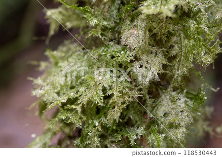 Yakushima Silence Forest 118530443