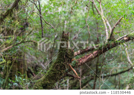 Yakushima Silence Forest 118530446