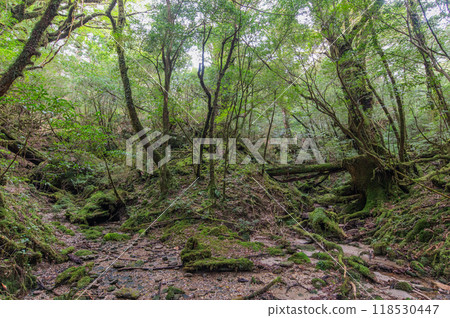 Yakushima Silence Forest Yakushima Silence Forest 118530447