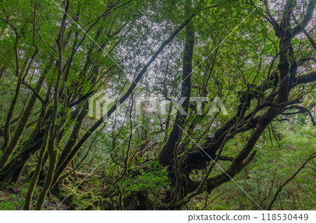 Yakushima Silence Forest 118530449