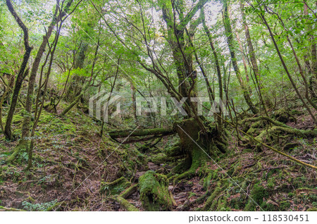 屋久島寂靜森林 屋久島寂靜森林 118530451