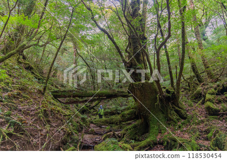 Yakushima Silence Forest Yakushima Silence Forest 118530454