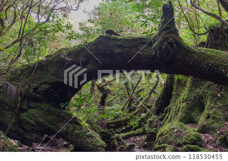Yakushima Silence Forest Yakushima Silence Forest 118530455