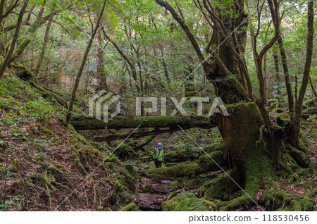 Yakushima Silence Forest Yakushima Silence Forest 118530456