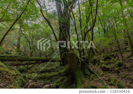 Yakushima Silence Forest 118530458