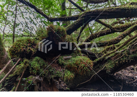Yakushima Silence Forest Yakushima Silence Forest 118530460
