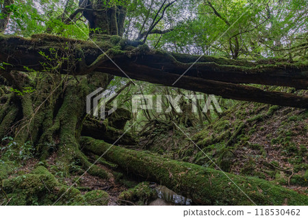 屋久島寂靜森林 屋久島寂靜森林 118530462