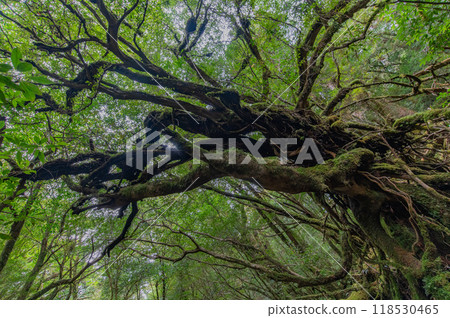 Yakushima Silence Forest 118530465