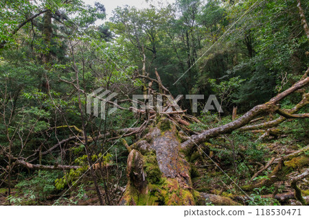 Yakushima Silence Forest Yakushima Silence Forest 118530471
