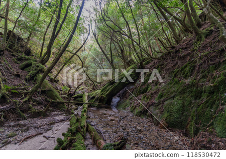 Yakushima Silence Forest Yakushima Silence Forest 118530472
