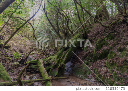 屋久島寂靜森林 屋久島寂靜森林 118530473