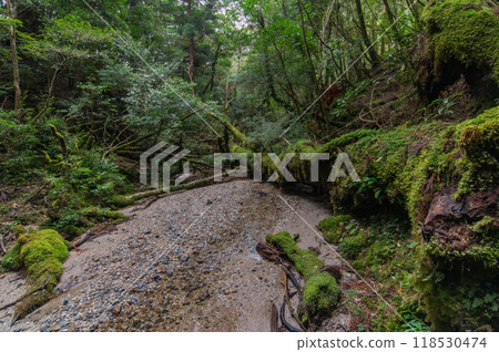 屋久島寂靜森林 屋久島寂靜森林 118530474