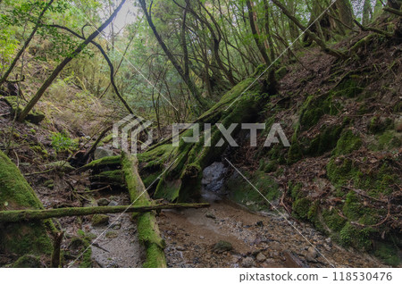 屋久島寂靜森林 屋久島寂靜森林 118530476
