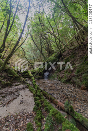 屋久島寂靜森林 118530477