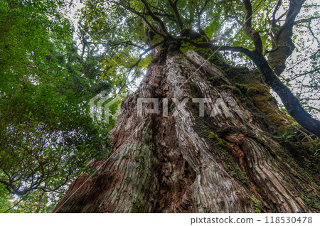 屋久島寂靜森林 118530478