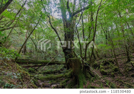 Yakushima Silence Forest 118530480