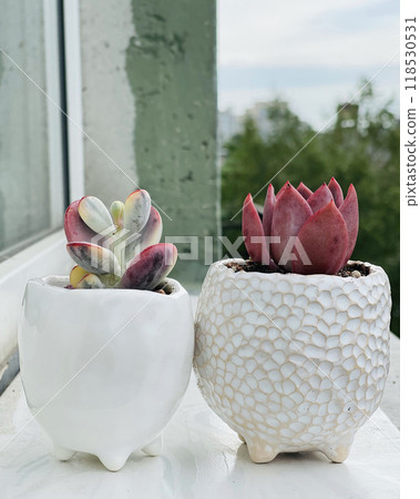 Red Echeveria and Cotyledon Orbiculata in white handmade ceramic pot outdoor 118530531