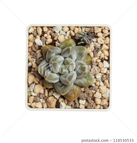 Dry spring rose rosette isolated on white. Pachyphytum Sky Beauty plant Dry spring rose rosette isolated on white. Pachyphytum Sky Beauty plant 118530533