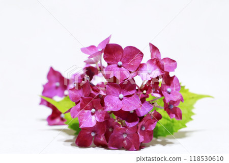 Purple hydrangea background material 118530610