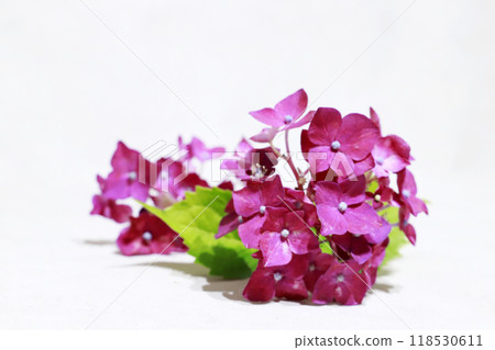 Purple hydrangea background material 118530611