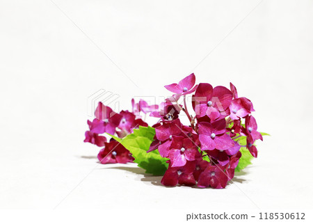 Purple hydrangea background material 118530612