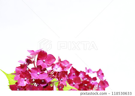 紫色繡球花/背景材料 118530633